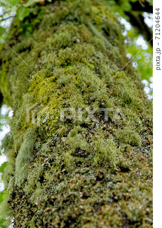 Common Greenshield Lichen - Flavoparmelia caperata 71204644