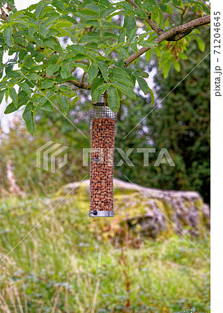 Peanut bird feeder hanging in a tree Peanut bird feeder hanging in a tree 71204645