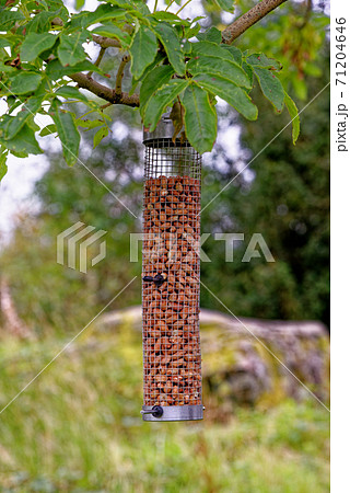 Peanut bird feeder hanging in a tree Peanut bird feeder hanging in a tree 71204646