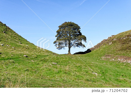 Sycamore Gap - Hadrian's Wall - Northumberland, England 71204702
