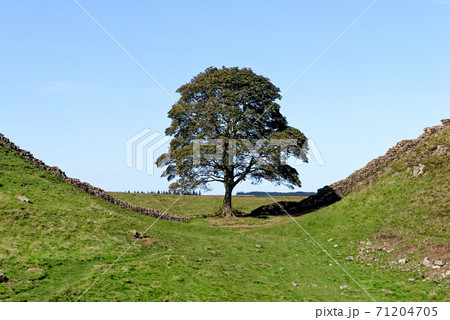 Sycamore Gap - Hadrian's Wall - Northumberland, England Sycamore Gap - Hadrian's Wall - Northumberland, England 71204705