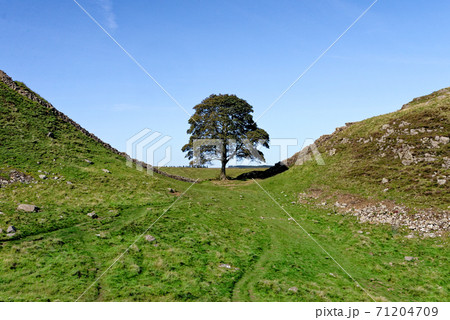 Sycamore Gap - Hadrian's Wall - Northumberland, England Sycamore Gap - Hadrian's Wall - Northumberland, England 71204709