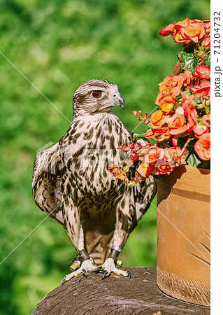Saker falcon (Falco cherrug) 71204732