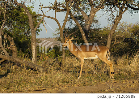 Impala South Africa 71205988