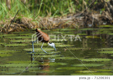 African , Jacana African , Jacana 71206301