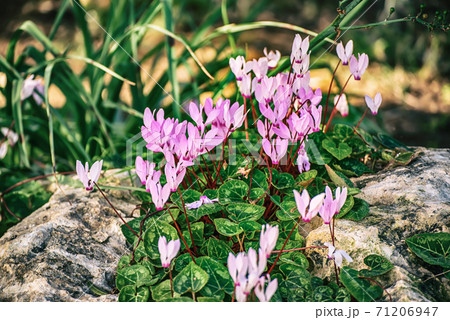 Wild cyclamens flowers 71206947