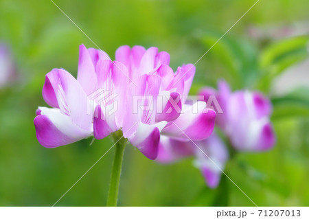 レンゲソウの花の写真素材