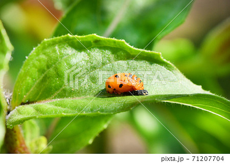 ornge ladybug