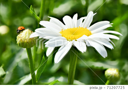Ladybird on daisy. Image about summer  and flowers. High resolution photo. Selective focus. 71207725