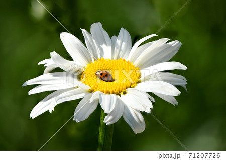 Ladybird on daisy. Image about summer and flowers. High resolution photo. Selective focus. Ladybird on daisy. Image about summer and flowers. High resolution photo. Selective focus. 71207726