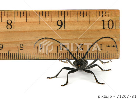 Longhorn beetle or Cerambyx small Longhorn beetle or Cerambyx small 71207731