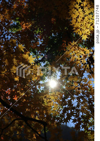 信州の秋の七色に燃ゆる紅葉の風景 信州の秋の七色に燃ゆる紅葉の風景 71207748