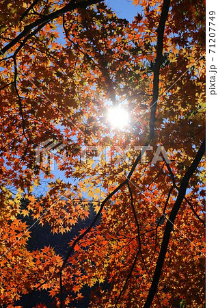 信州の秋の七色に燃ゆる紅葉の風景 信州の秋の七色に燃ゆる紅葉の風景 71207749