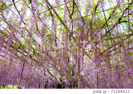 藤の花/フジの花 大藤棚 紫藤 (栃木県 足利市) 2019年4月 藤の花/フジの花 大藤棚 紫藤 (栃木県 足利市) 2019年4月 71208422