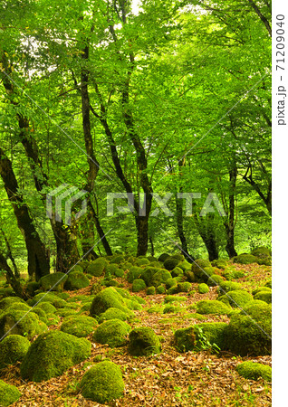 Autumn in the forest 71209040