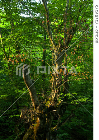Old fading tree on the background of new trees in the forest Old fading tree on the background of new trees in the forest 71209175