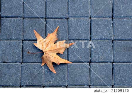 Maple leaf on the road 71209176