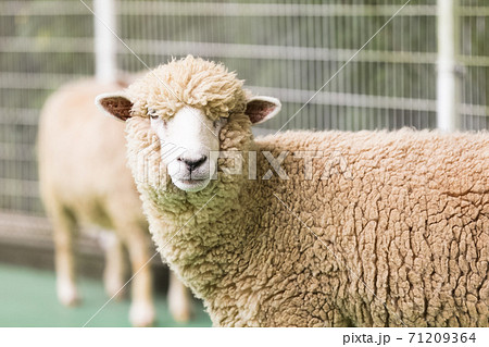 神奈川県・平塚市総合公園ふれあい動物園 71209364
