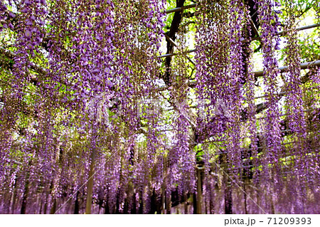 藤の花/フジの花 大藤棚 紫藤 (栃木県 足利市) 2019年4月 藤の花/フジの花 大藤棚 紫藤 (栃木県 足利市) 2019年4月 71209393