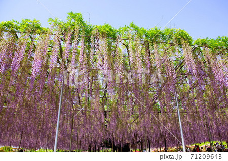 藤の花／フジの花　大藤棚　紫藤 （栃木県 足利市） 2019年4月 71209643
