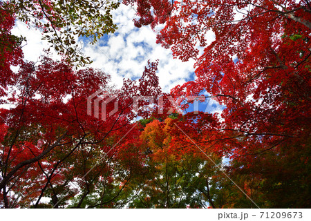 神戸市 有馬 瑞宝寺公園 秋空と紅葉 神戸市 有馬 瑞宝寺公園 秋空と紅葉 71209673