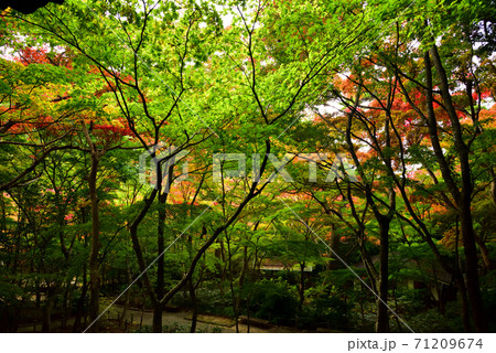 神戸市　有馬　瑞宝寺公園　青モミジと紅葉 71209674