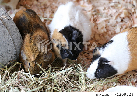 動物園のかわいい動物モルモットの写真素材