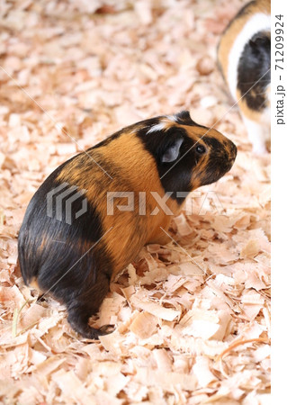 動物園のかわいい動物モルモットの写真素材