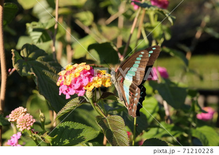 ランタナを訪れたアオスジアゲハ 71210228
