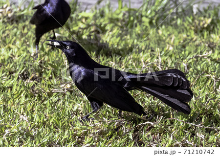 Greater Antillean grackle (Quiscalus niger)  71210742