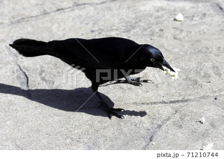 Greater Antillean grackle (Quiscalus niger) Greater Antillean grackle (Quiscalus niger) 71210744