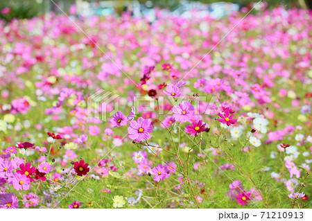 秋の公園 コスモスの花の写真素材