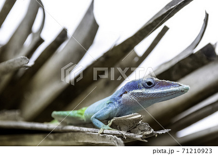 Cuban male lizard Allison's Anole Cuban male lizard Allison's Anole 71210923