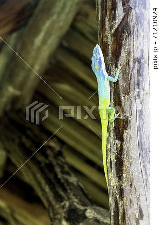Cuban male lizard Allison's Anole 71210924