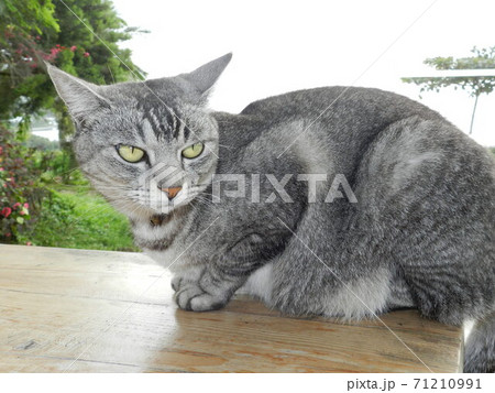 猫 ねこ ネコ 71210991