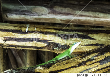 Cuban female lizard Allisons Anole (Anolis allisoni), also known as the blue headed anole Cuban female lizard Allisons Anole (Anolis allisoni), also known as the blue headed anole 71211068