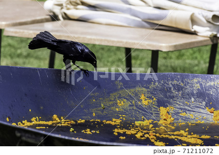Greater Antillean grackle (Quiscalus niger) during Cuban lunch - Varadero, Cuba 71211072