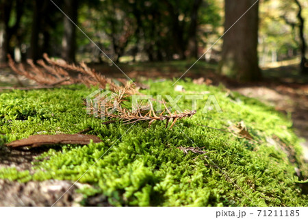 紅葉の中のコケ 紅葉の中のコケ 71211185