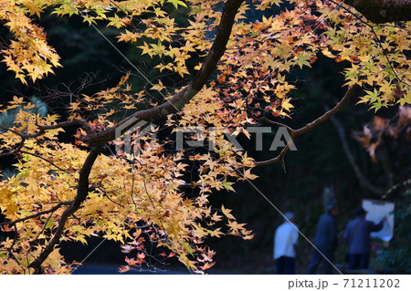 鮮やかな黄色い紅葉 鮮やかな黄色い紅葉 71211202