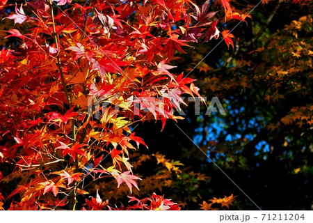 鮮やかな赤いもみじの紅葉 71211204