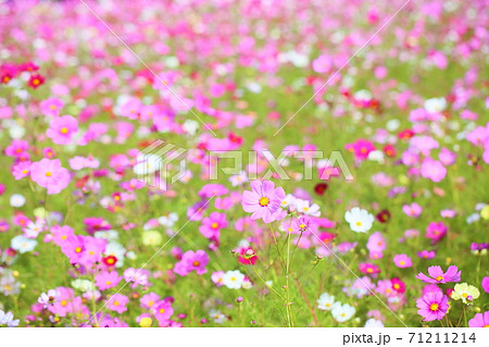 秋の公園　コスモスの花 71211214