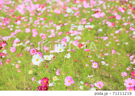 秋の公園　コスモスの花 71211219