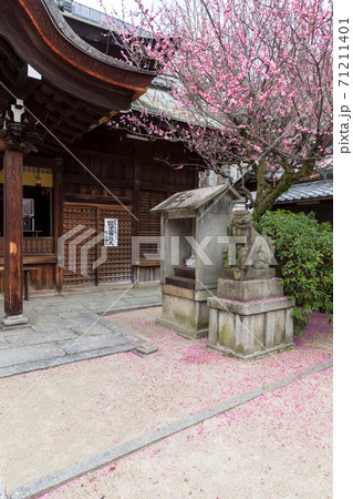 紅梅が満開の菅大臣神社、飛梅の花弁の散る境内に変顔の狛犬 71211401