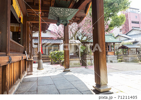 紅梅が満開の菅大臣神社、木目の立った本殿の柱と鈴緒に境内の飛梅 71211405