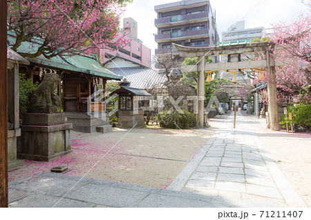 紅梅が満開の菅大臣神社、本殿を背に眺めた参道に散る梅の花弁と一の鳥居 71211407