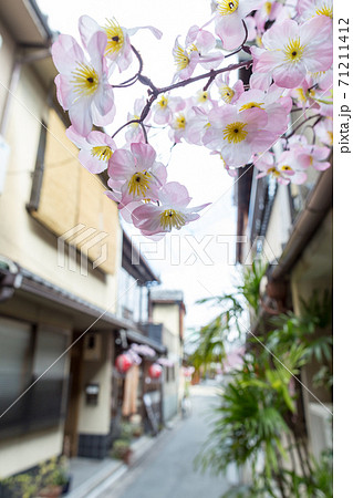 京都・花見小路界隈、桜の季節を前に造花が出迎えてくれる花街の早春 71211412