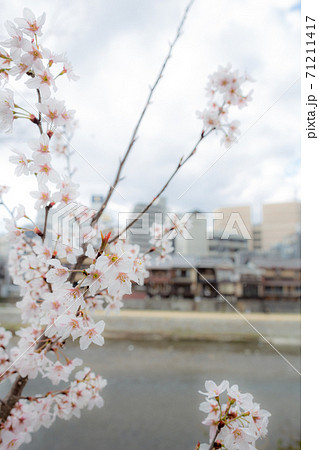 花曇りの鴨川と京都の町並み 咲き始めの桜の花の写真素材