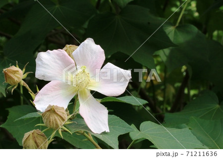 薄っすらピンク色のサキシマフヨウ(先島芙蓉) 薄っすらピンク色のサキシマフヨウ(先島芙蓉) 71211636