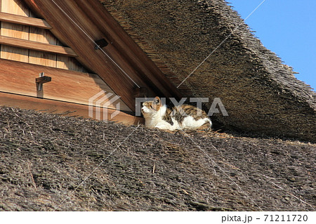 屋根で気持ちよくうたた寝する猫の写真素材