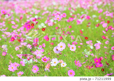 秋の公園　コスモスの花 71211999